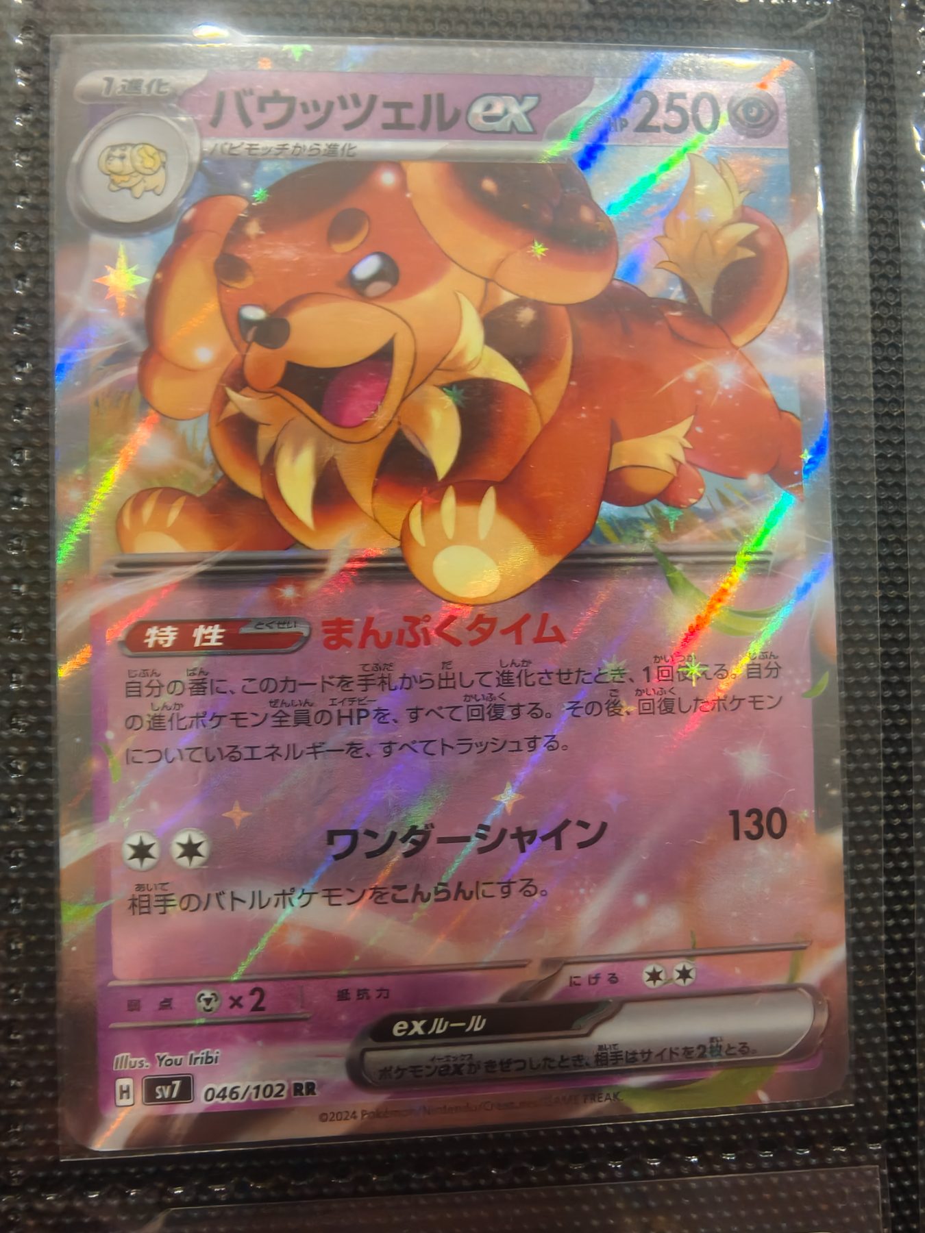 Dachsbun ex (JP)